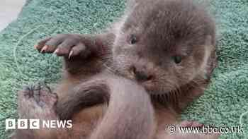 Baby otter rescued after being abandoned in Suffolk field