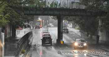 'Dead birds left hanging' from pigeon-plagued Avenues railway bridge