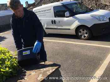 Ribble Valley winter pest warning advice for householders