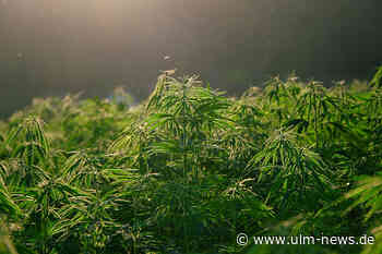 Marihuana-Aufzuchtanlage in Wohnung sichergestellt