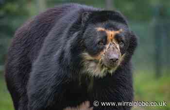 Chester Zoo hoping for baby bears thanks to new arrival
