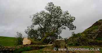 Iconic Sycamore Gap tree in Northumberland 'deliberately felled' as investigation launched