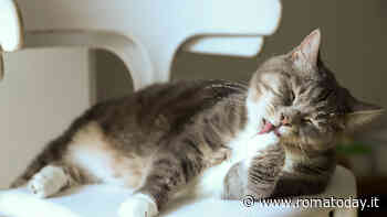 Come calcolare l’età del gatto e perché è importante