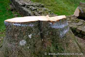 Heartbreaking pictures show devastation at scene of felled Sycamore Gap tree