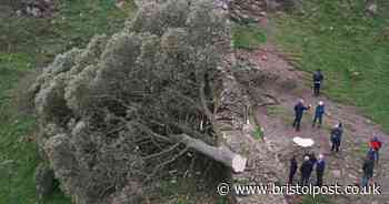 Live updates as Robin Hood Sycamore Gap tree is illegally cut down overnight