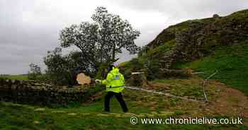 Police issue statement after iconic Sycamore Gap tree found cut down in Northumberland
