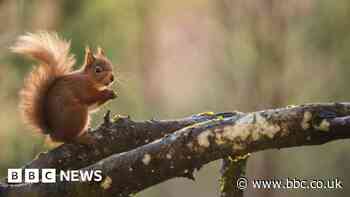 Nature crisis: One in six species at risk of extinction in Great Britain