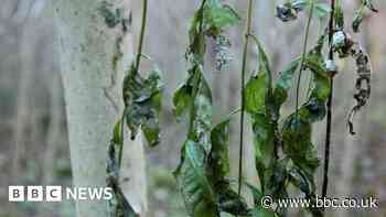 Park trees to be felled in fight against ash dieback spread