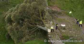 Where is Sycamore Gap? The Northumberland tree which has been felled