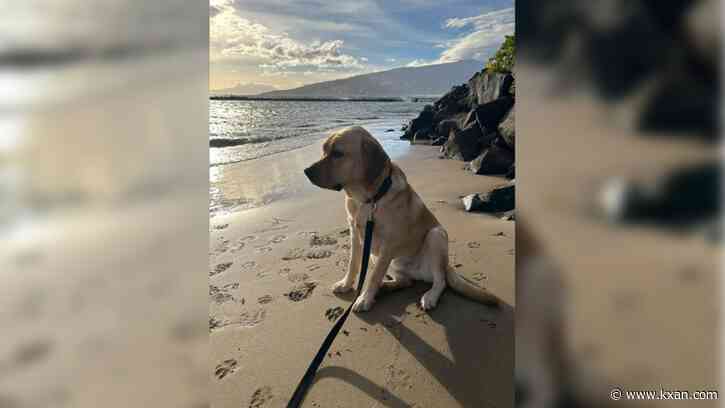 Texas State emotional support dog helps fire victims, first responders in Maui