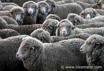 "Ils sautaient plus haut que les chèvres", des moutons ingèrent 300kg de cannabis en Grèce à cause des inondations