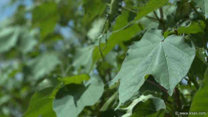 Agriculturists hope for recovery this winter after scorching Central Texas summer