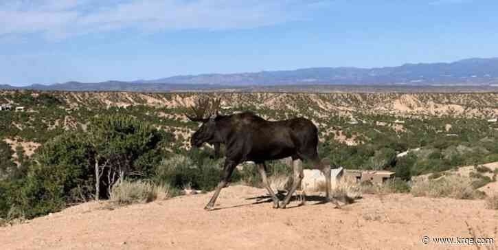 Moose spotted in New Mexico: What to do if you encounter one