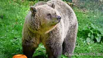 Italien: Kadaver von „problematischer“ Bärin in Trentino gefunden