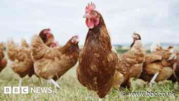 How can the chickens cross the road in East Lothian? An underpass?