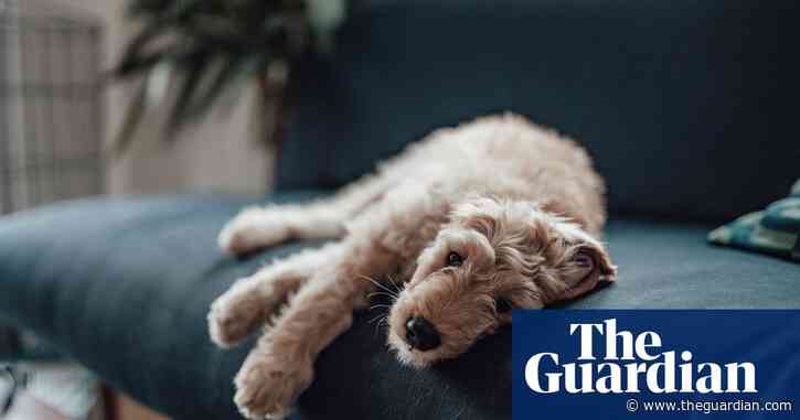 Authorities rescue nearly 100 goldendoodles from Iowa puppy mill