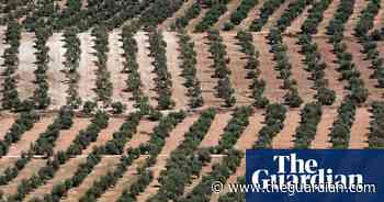 Europe’s olive oil supply running out after drought – and the odd hailstorm