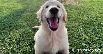 Dispute between dog breeder, dog owner escalates to dognapping