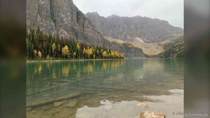 How to best experience Alberta’s larch march -  before it’s over