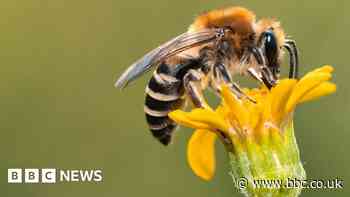 Car pollution stops bees finding flowers - researchers