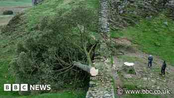 Sycamore Gap: Boy, 16, arrested after Hadrian's Wall tree felled