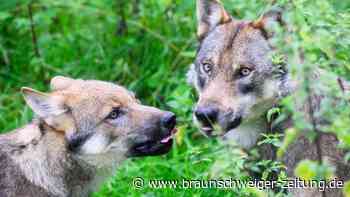 Bauernverband hält feste Wolfs-Abschussquoten für nötig