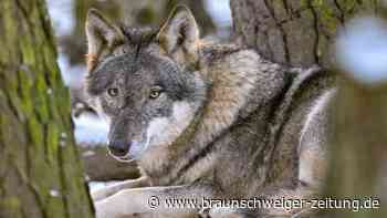 Niedersachsen: Bauernverband fordert Wolfs-Abschussquoten