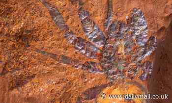 'Mega' spider five times bigger than normal arachnids is discovered in Australia (but fortunately it went extinct 11 million years ago)