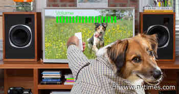 DogTV Is TV for Dogs. Except When It’s for People.