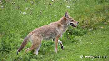 How geography and city planning have made Edmonton a beacon for urban wildlife