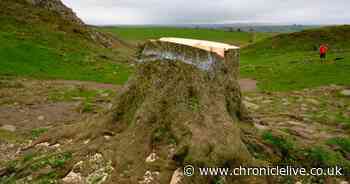 Expert at Alnwick Garden says new shoots could grow from Sycamore Gap tree but it 'won't ever be the same'