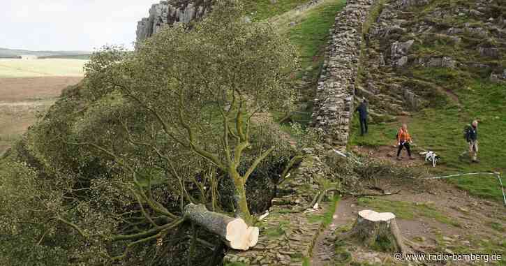 Berühmten Baum gefällt: Verdächtiger auf Kaution frei