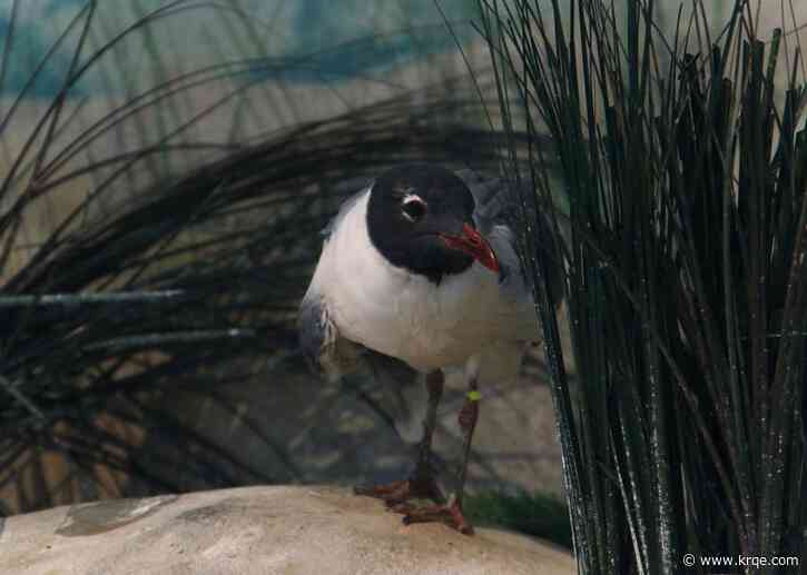 ABQ BioPark laughing gull dies at 27
