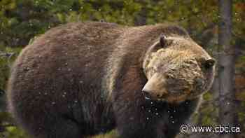 Banff's infamous 'Boss' grizzly bluff charges locals, renewing calls for town fruit tree removal