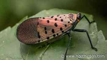 Spotted lanternfly found in Illinois: what it is and why experts are concerned