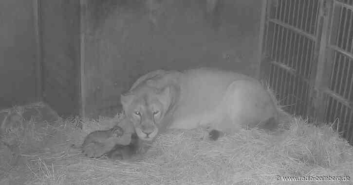 Löwenbabys im Tiergarten Nürnberg