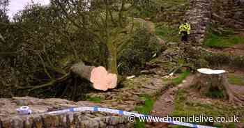 Thousands of pounds raised to rejuvenate area where Sycamore Gap tree was felled