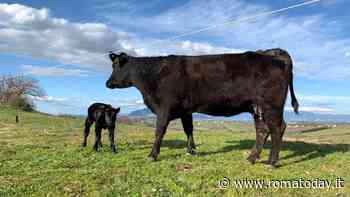 La coppia italo-argentina che ha creato a Roma il più grande allevamento sostenibile d’Italia