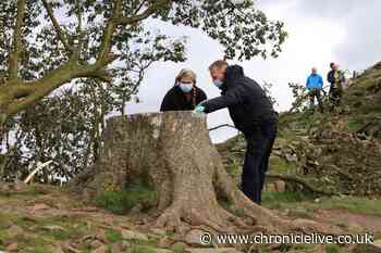 Council leader dismisses Sycamore Gap sculpture plan and calls for nature to "heal itself"