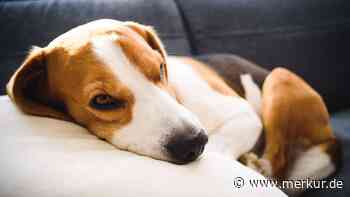 Zwingerhusten bei Hunden – Vierbeiner können sich schnell gegenseitig anstecken