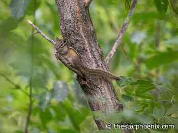 Feds provide $20 million for Saskatoon plan to revitalize parks, natural areas