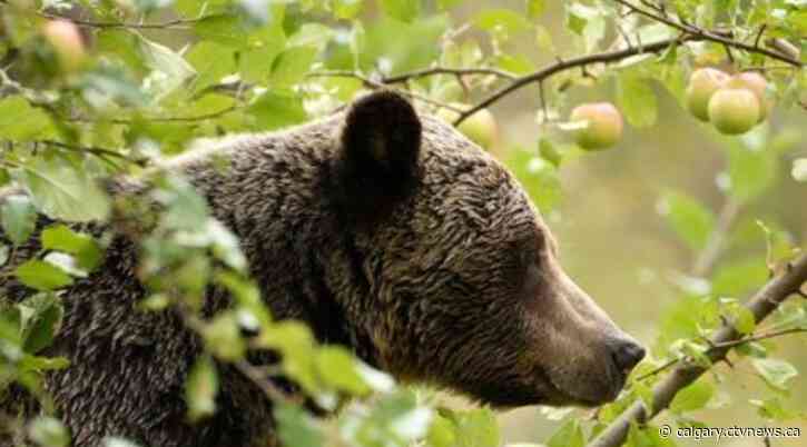 Banff encouraging residents to remove fruit trees after dining grizzly bluff charges people