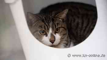 Cuxhaven: Katze ernährt sich von Körper ihres toten Besitzers