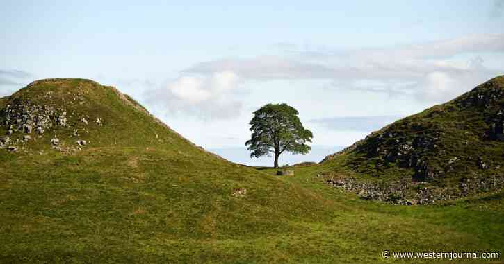 Vandal Fells Ancient Tree Featured in 'Robin Hood,' Soon Realizes It Wasn't Just an Old Piece of Wood