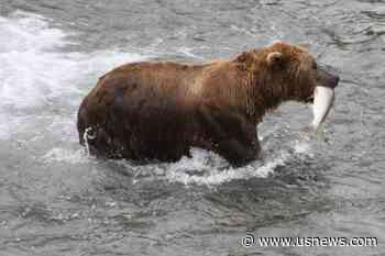 Alaska's Popular Fat Bear Week Could Be Postponed if the Government Shuts Down
