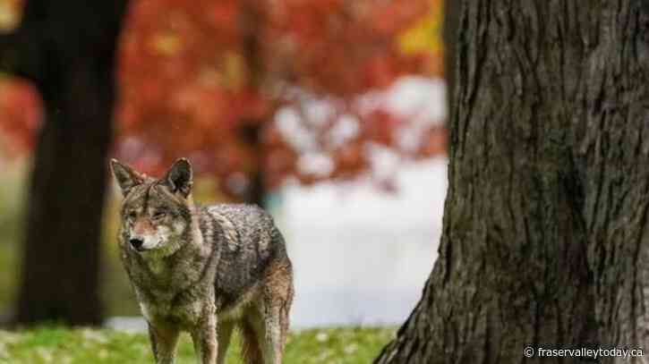 Prince George, B.C. Mounties urge people not to feed coyotes after 6 attacks