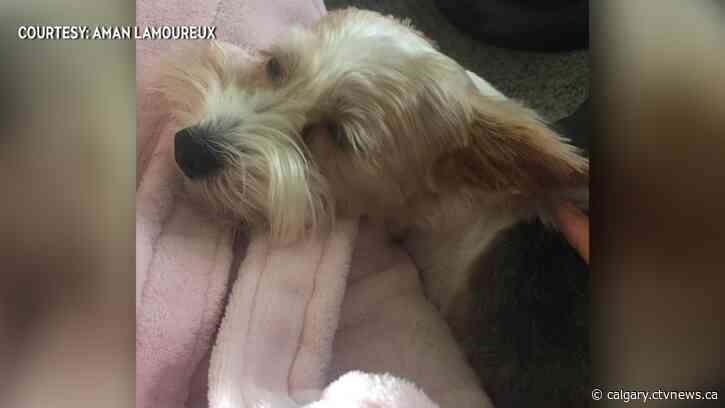 Dog attack leaves pregnant woman injured and her dog dead; city scant on details