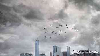 Umweltbelastung Pizza? New York streitet über neue Klima-Auflagen