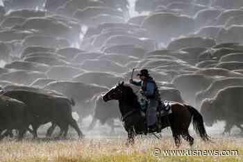US' Only Bison Roundup Rustles up Hundreds to Maintain Health of the Species