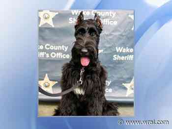 Wake County Sheriff's Office welcomes new therapy K-9 named Jack